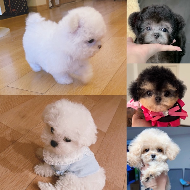 南哥家狗狗（中秋活动）购买链接