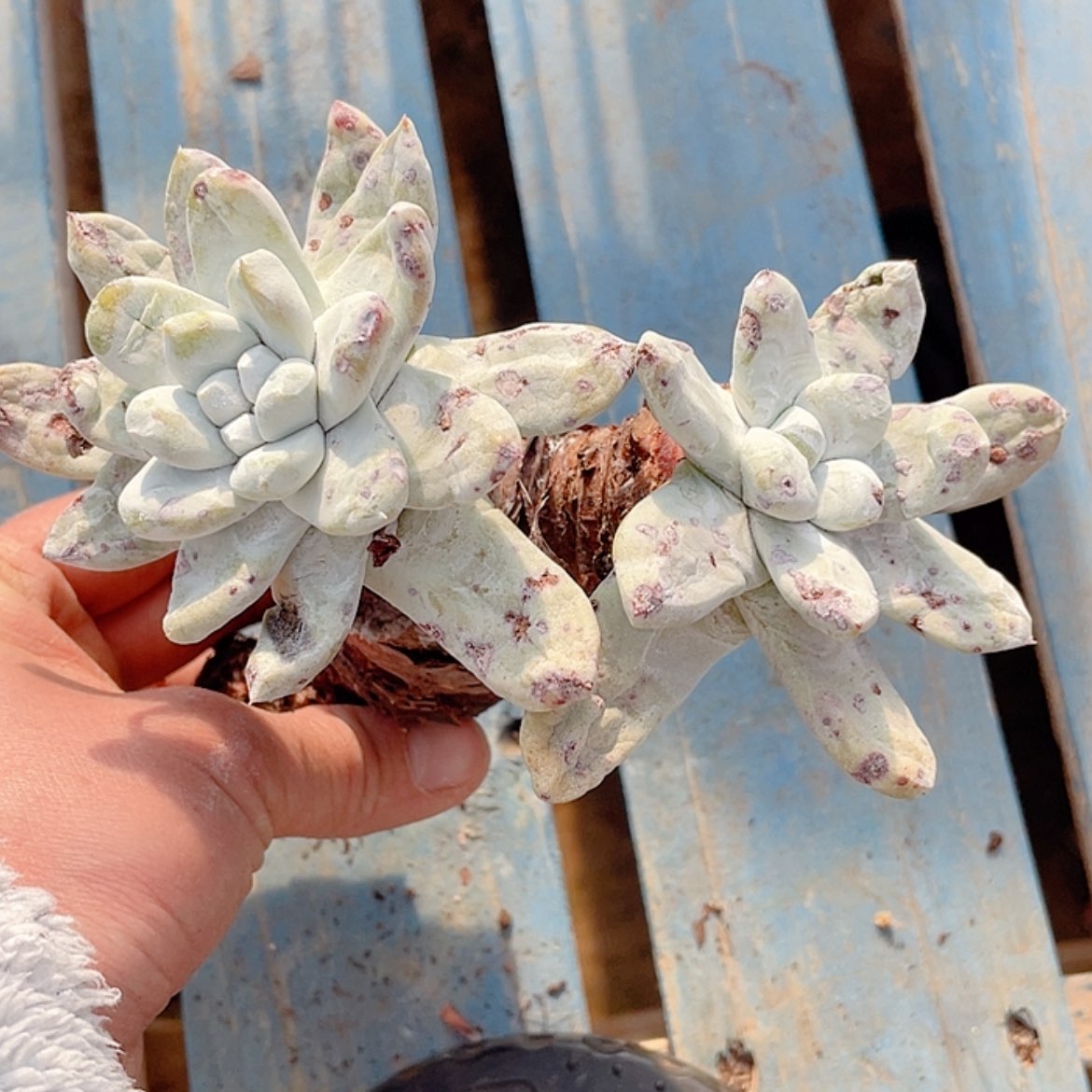 【闪购商品】拇指拇指