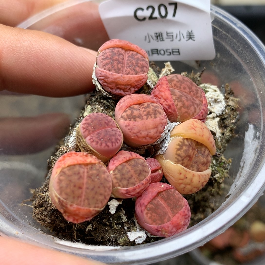 C207多肉植物保护