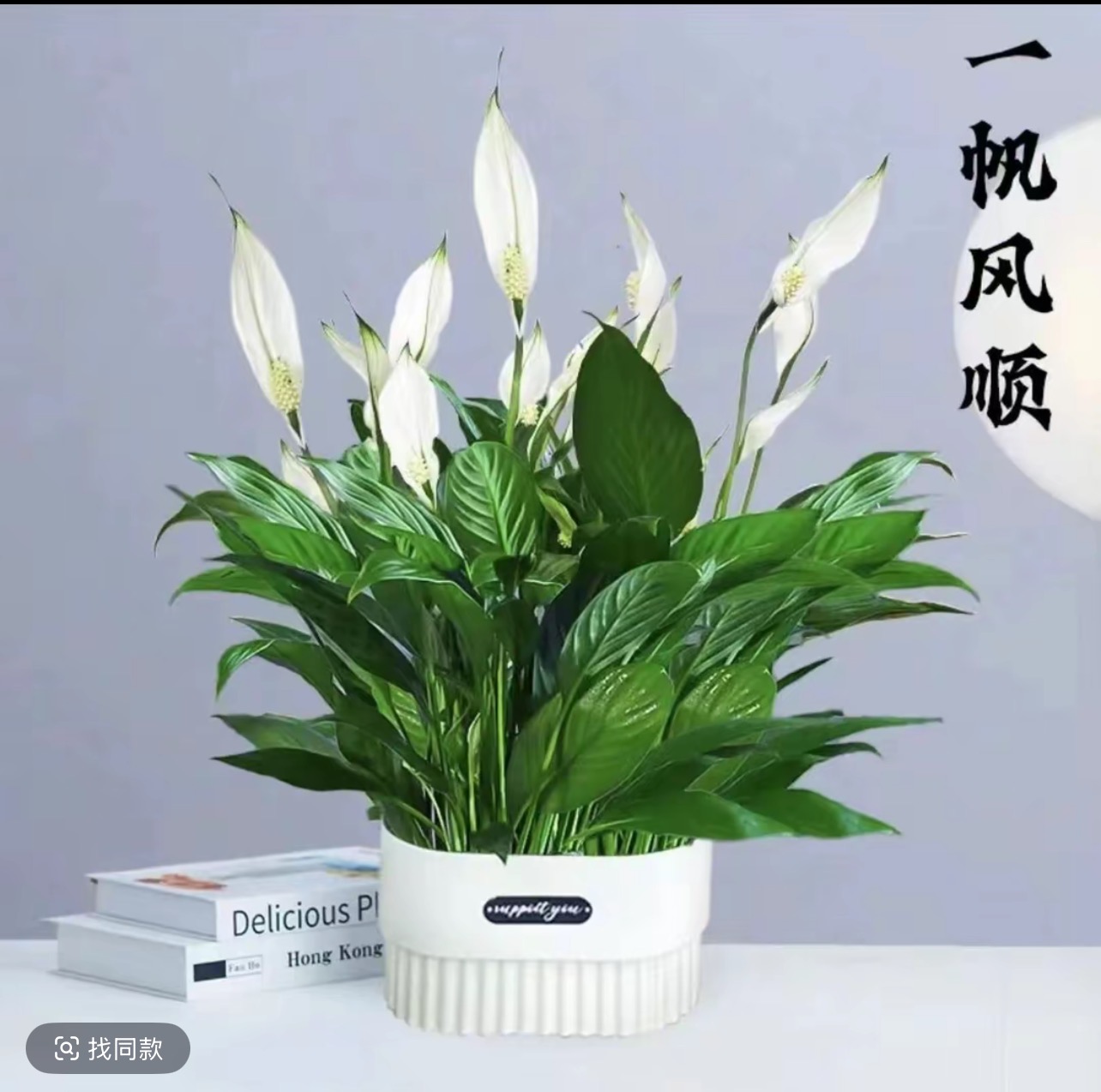 【新疆包邮】2盆大号白掌+双层双胞胎盆+肥料