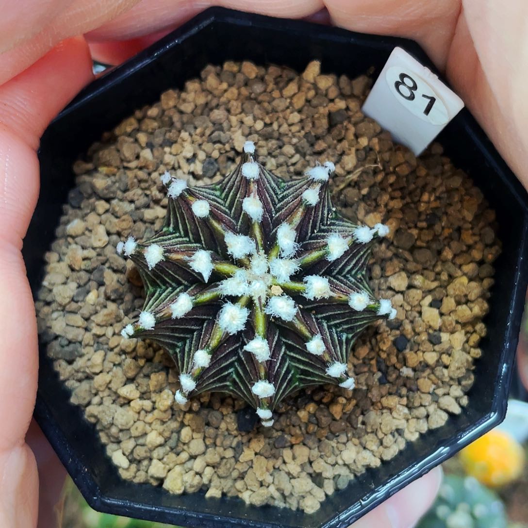 vos1241 非偏远地区满25包邮仙人球