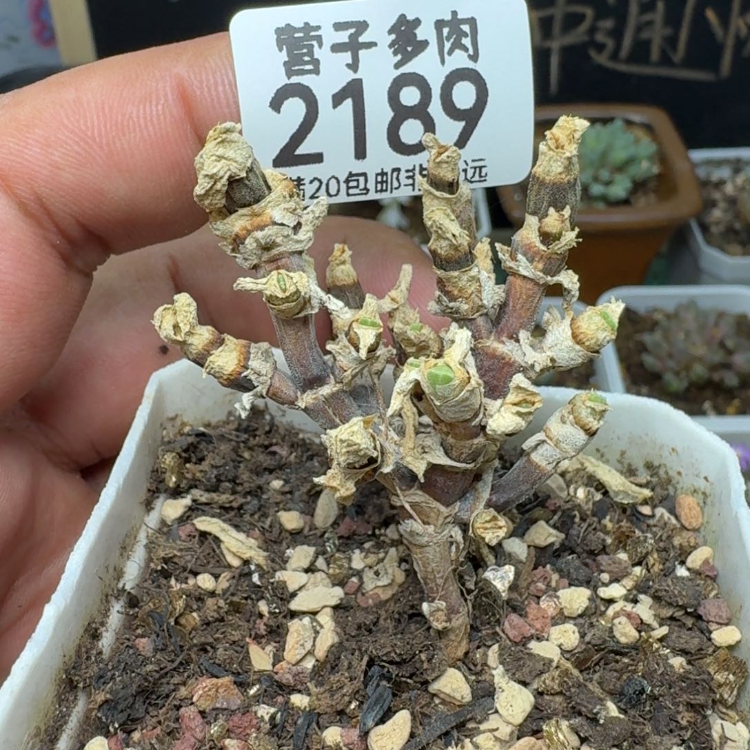枝干兔带盆土。             