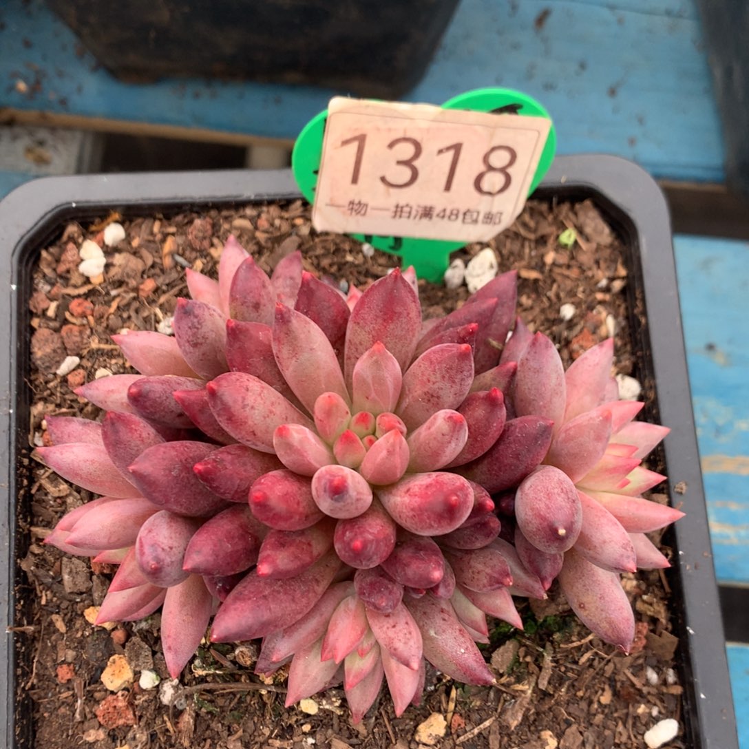 车厘子无砍捧花9头