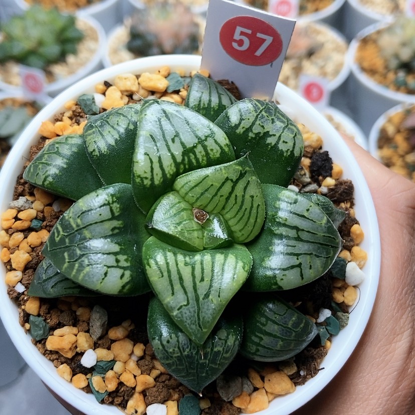 【闪购商品】57画皮