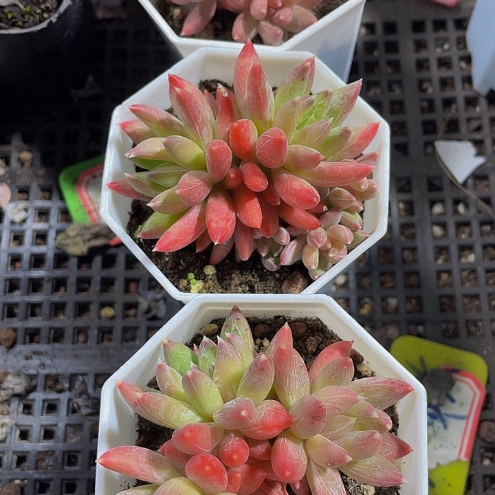 糖抓群带盆土发货