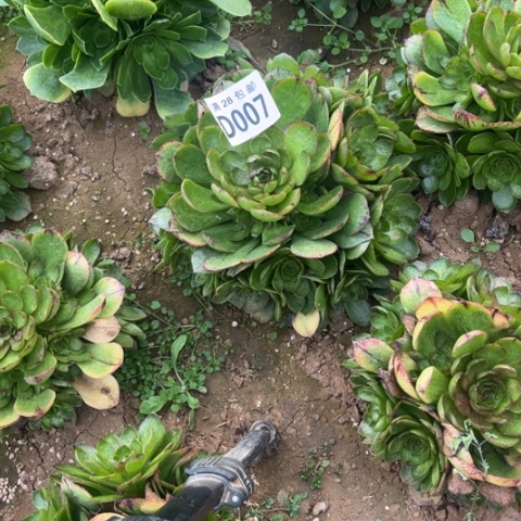 007万拉丝不包断枝