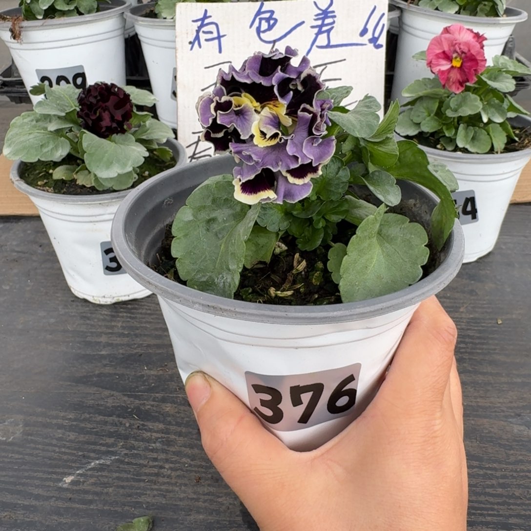 全部花朵376号德古拉