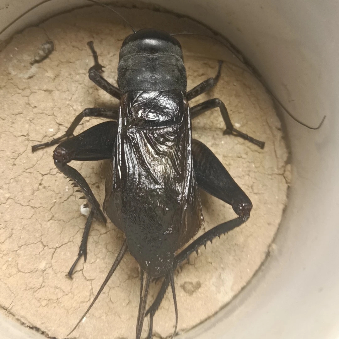 天津忠义份房缎青大黑虫