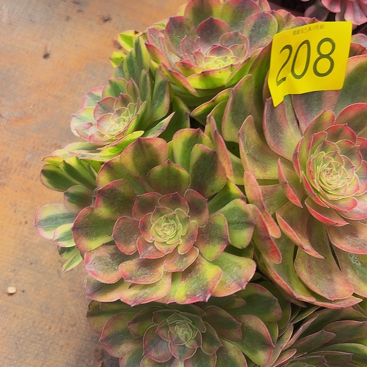 多肉植物轮回208号