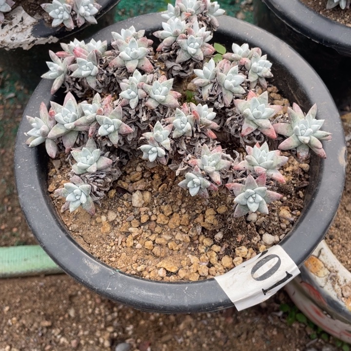 1号白菊多肉植物老庄