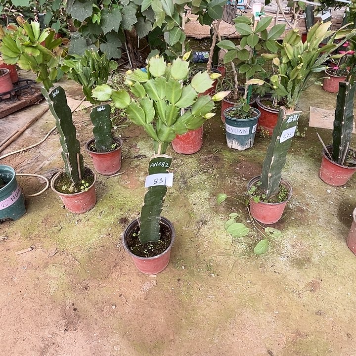 喜***洁完全开放831AN082