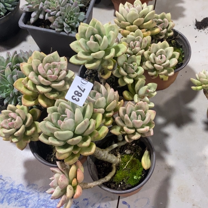 x***n783鳄梨多肉植物4颗