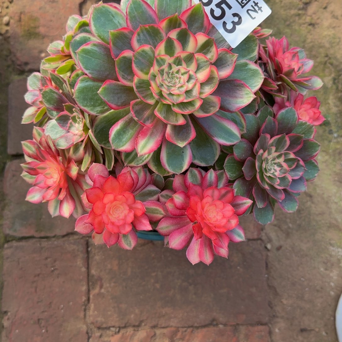 七***子黑魔锦寄养553肉肉肉