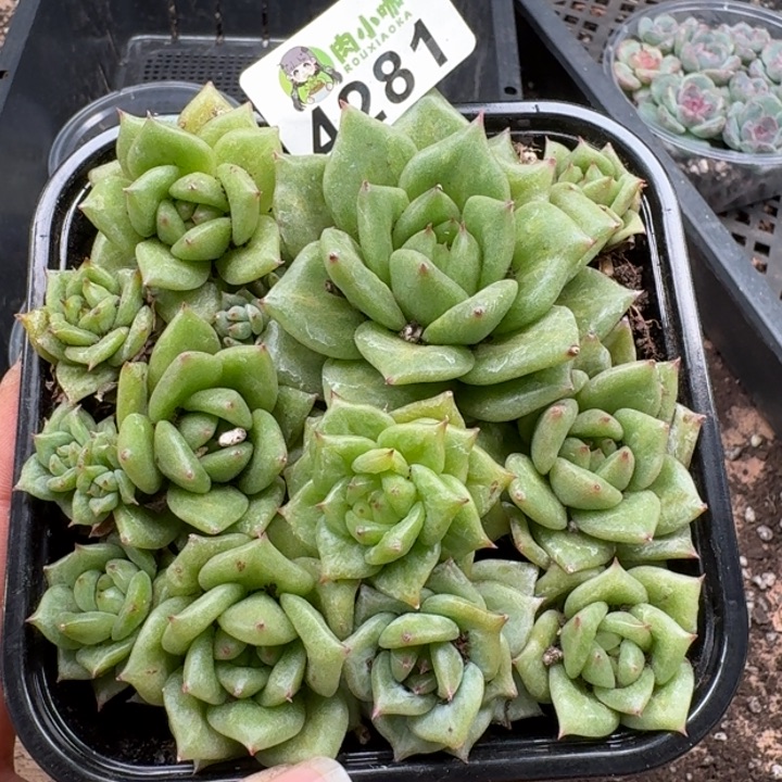 多肉植物多肉植物