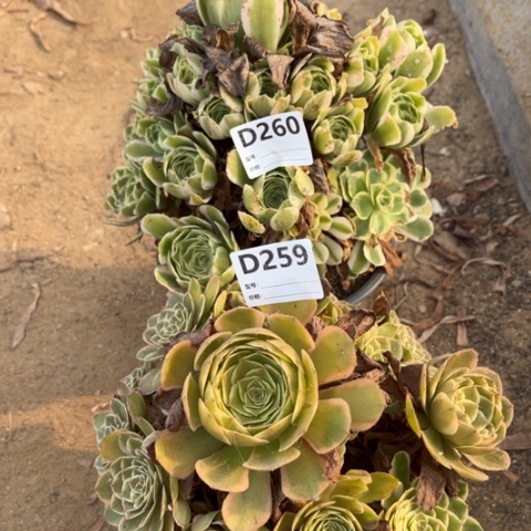 多肉植物迈巴赫花妖