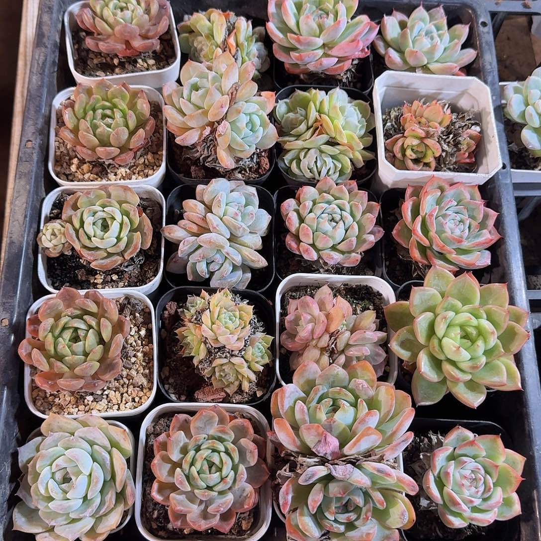 烂粑粑不售后福利33