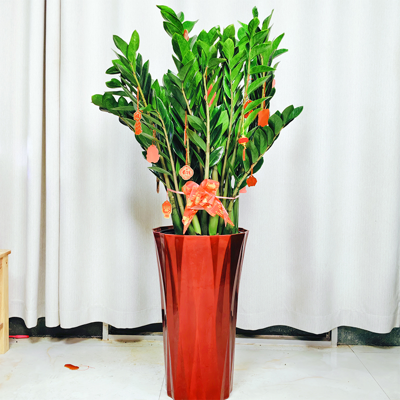 【顺丰送货上门】1.2米-1.4米老桩苗金钱树大型懒人客厅摆件绿植