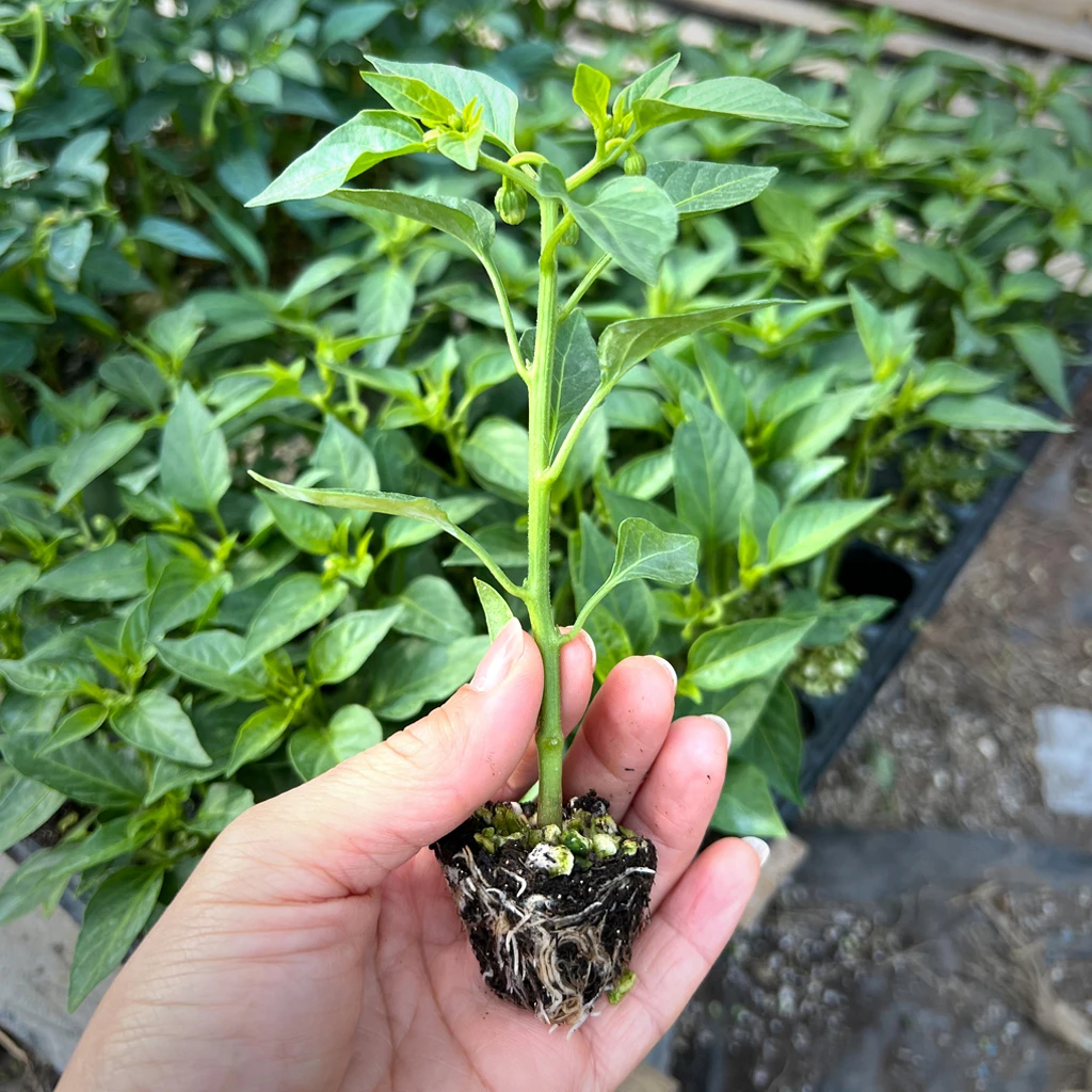 辣椒秧苗带土发货精选优质螺丝椒苗薄皮椒苗辣椒苗各种椒苗 绿植