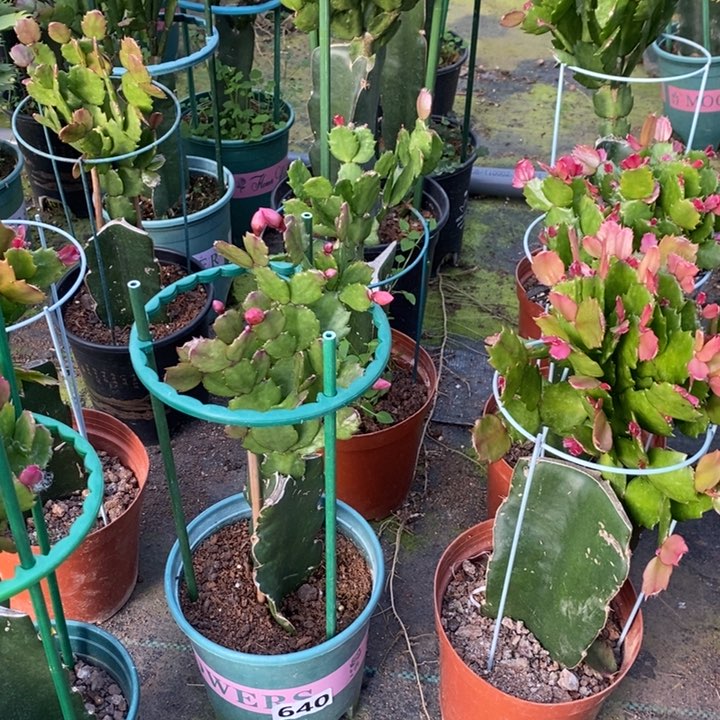 大部分花苞少量开放一****！640嫁接037