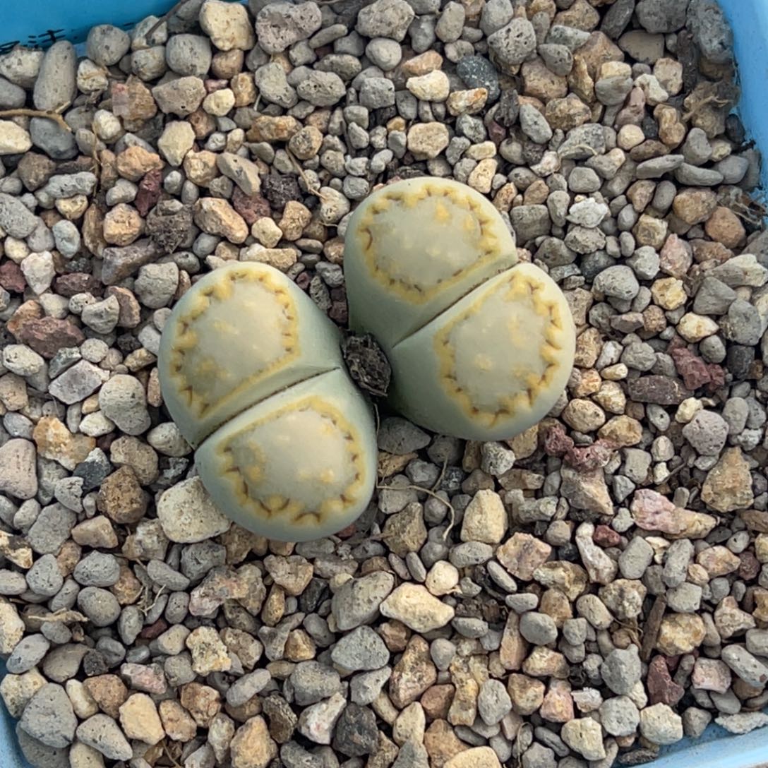 6444双头黄绿饼干一颗