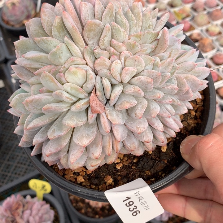 19号下午场。1936一颗