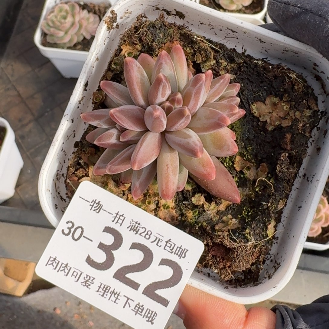 乌拉克拉无盆土发货无盆