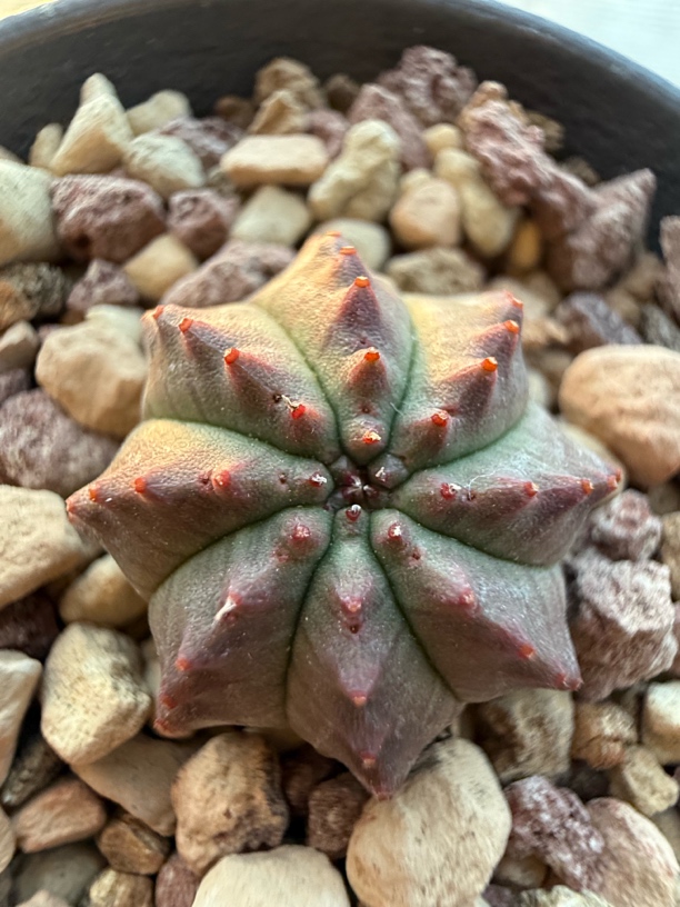 角尤螺旋实生布纹球仙人球