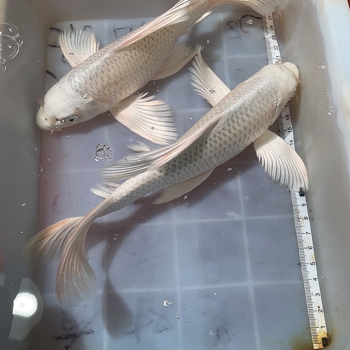 蝴蝶鲤鱼渔场直发101