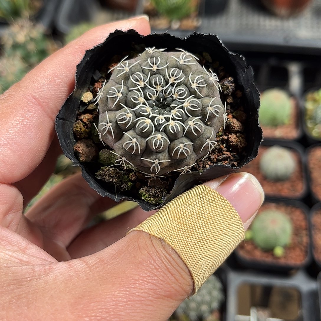 精选白刺瑞昌玉单头发货单头