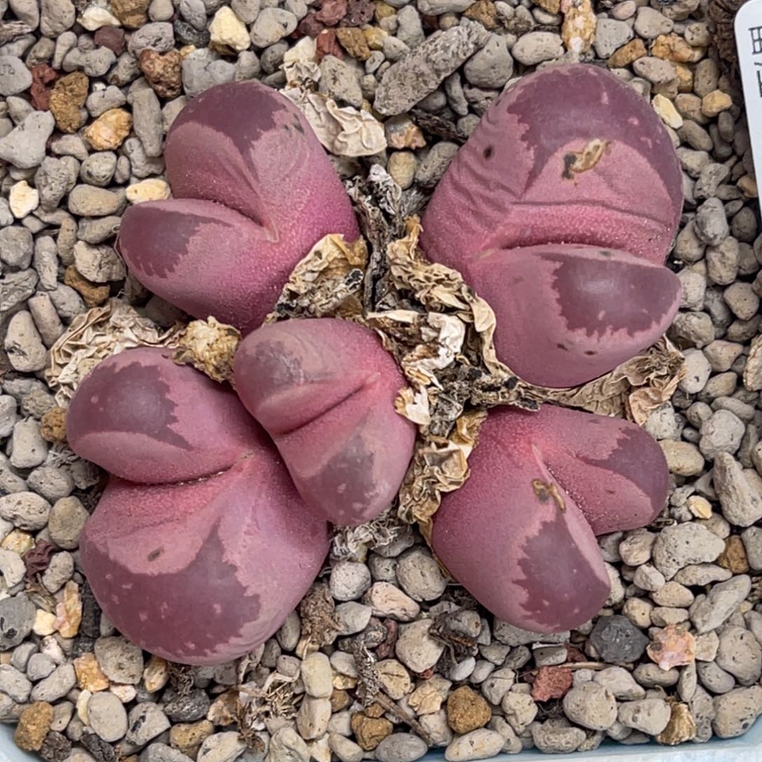 2587群生5头红大内