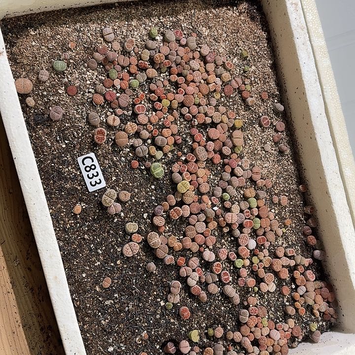 836生石花整筐脱土发货不售后