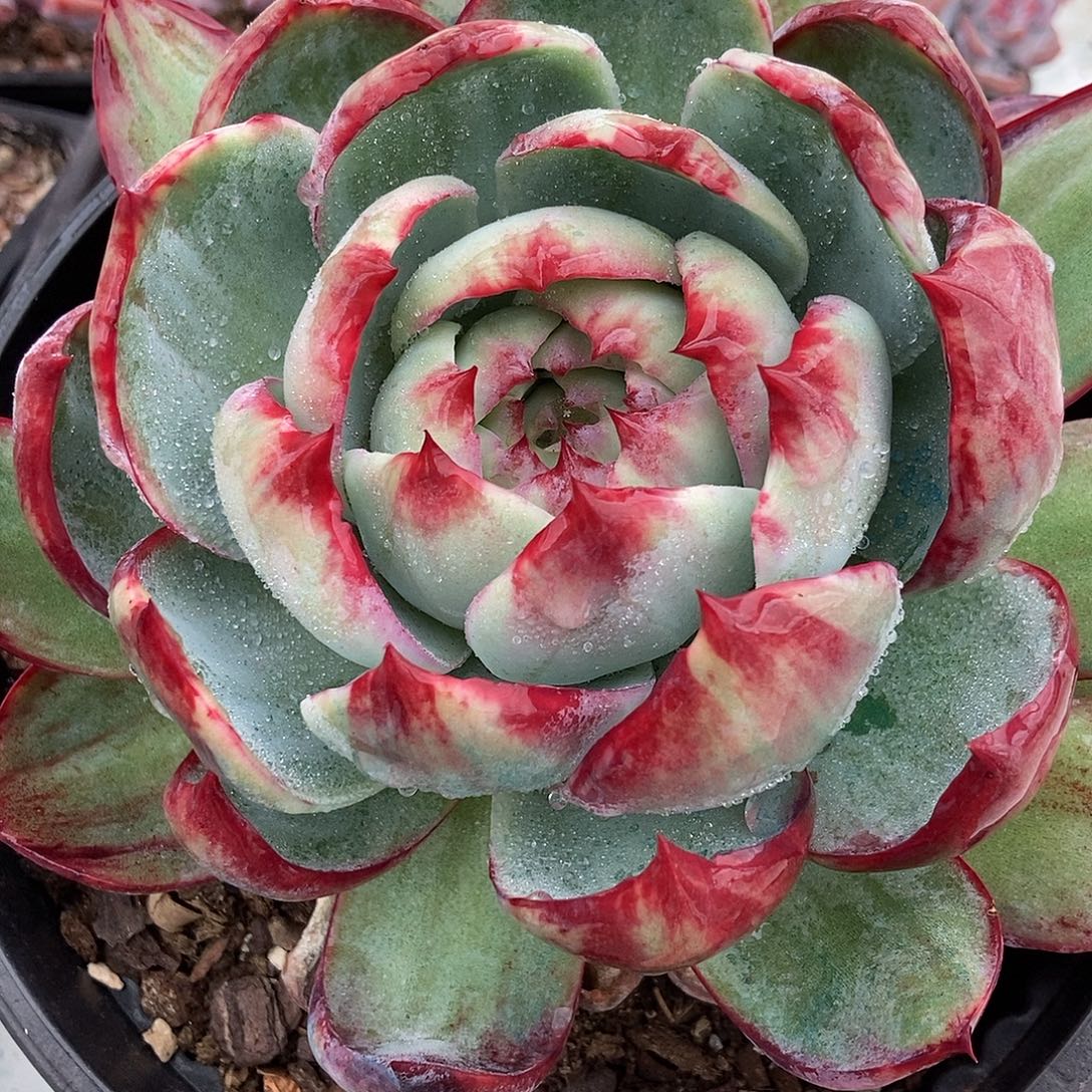 8-14惊鸿一物一拍