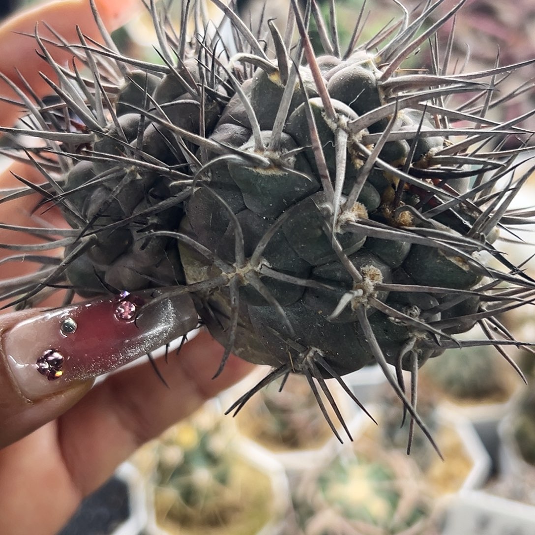 日系摩天龙有根仙人球666666