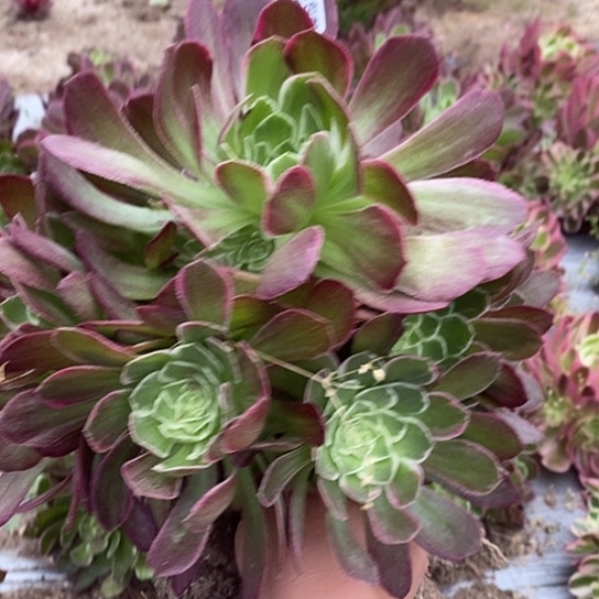 150万花筒多肉清棚福利