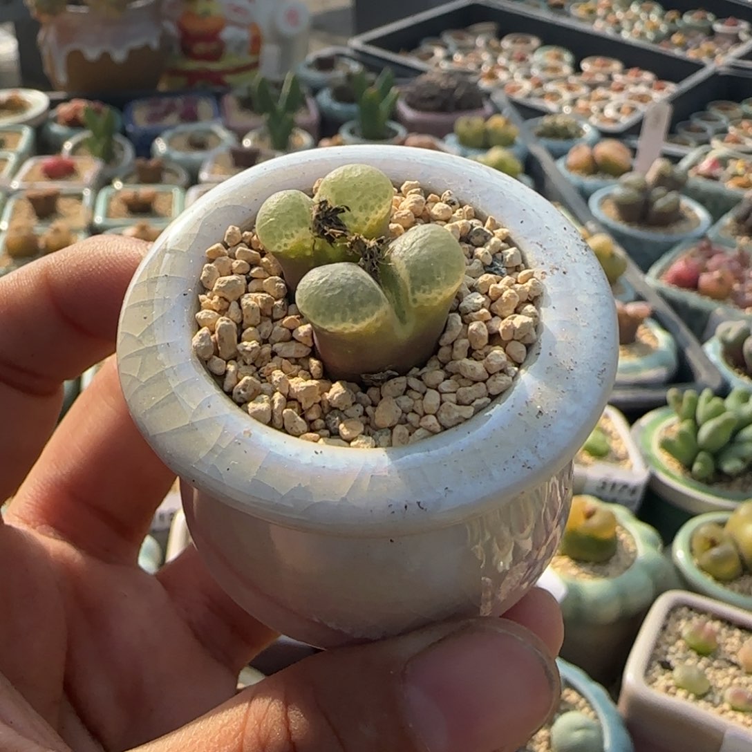 3446--一物一拍 带盆 樱花