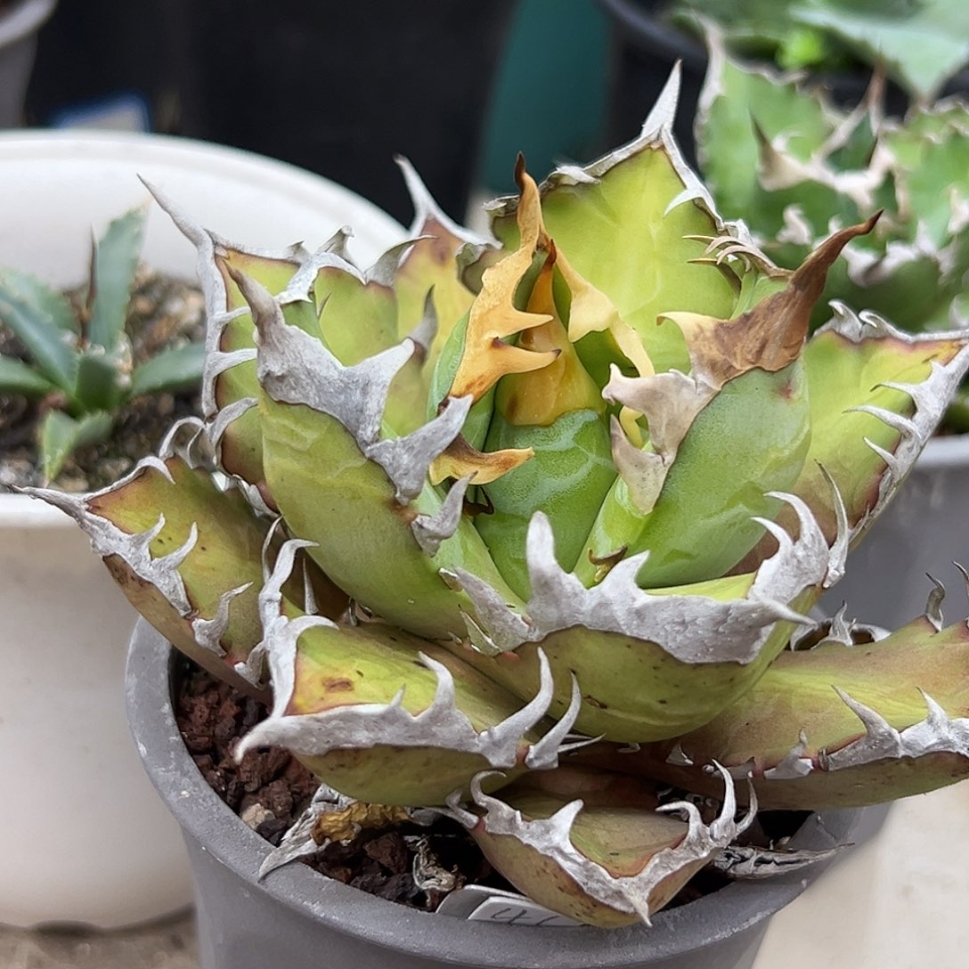 红猫一物一拍偏远不包邮不退不换