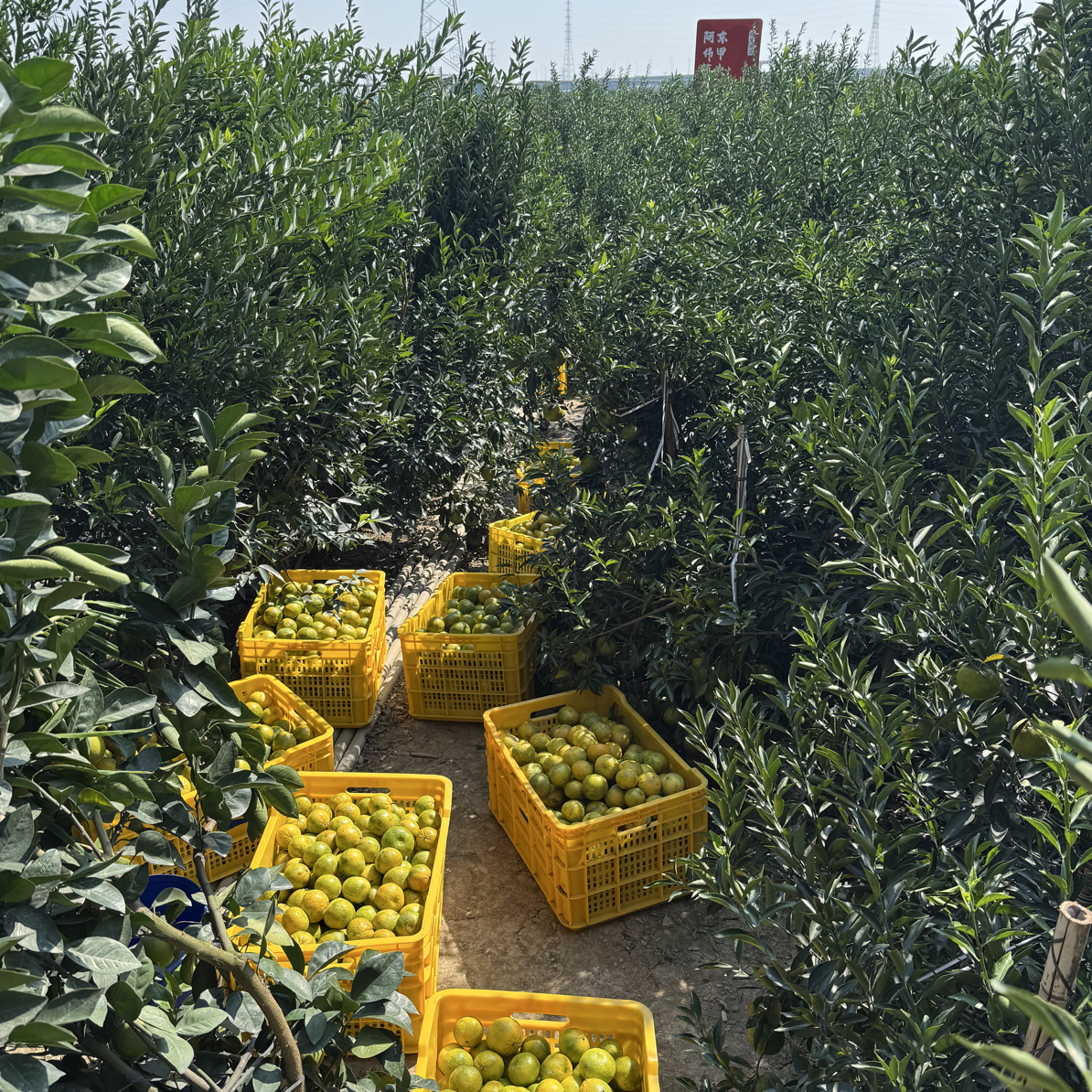 【2025东甲圈枝鲜果】2025年陈皮鲜果 东甲大方冲圈枝