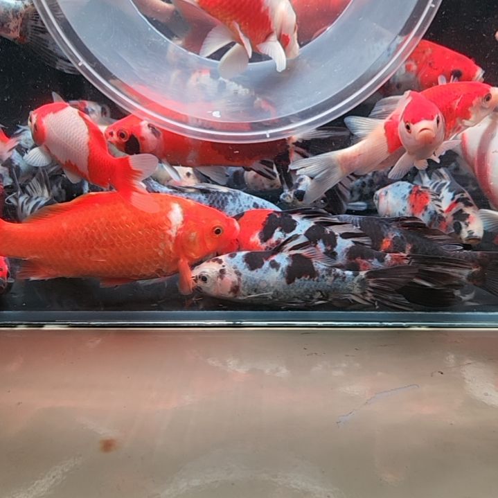 金鱼短尾草金鱼,,,,,