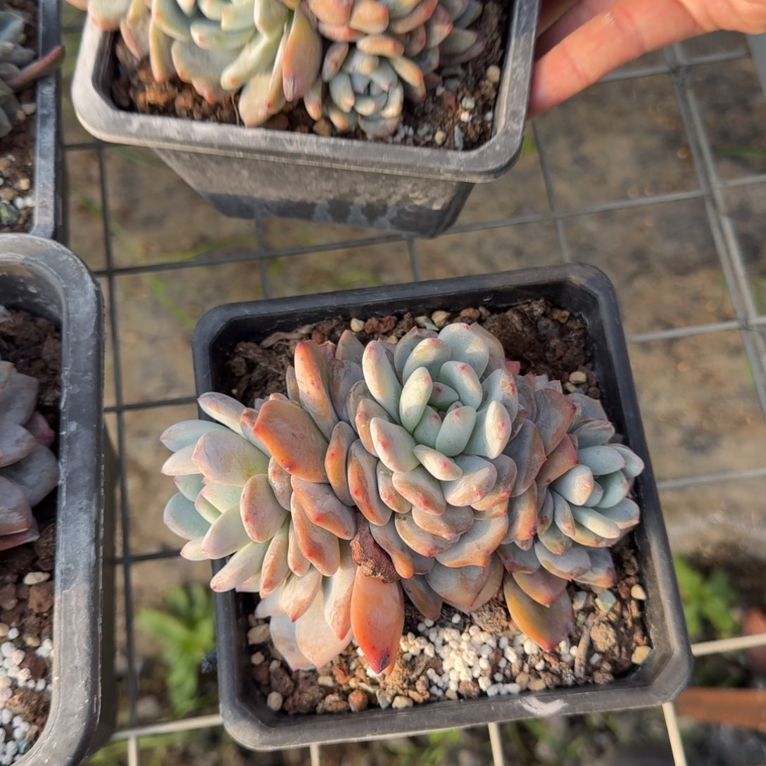 石榴籽3头群多肉植物