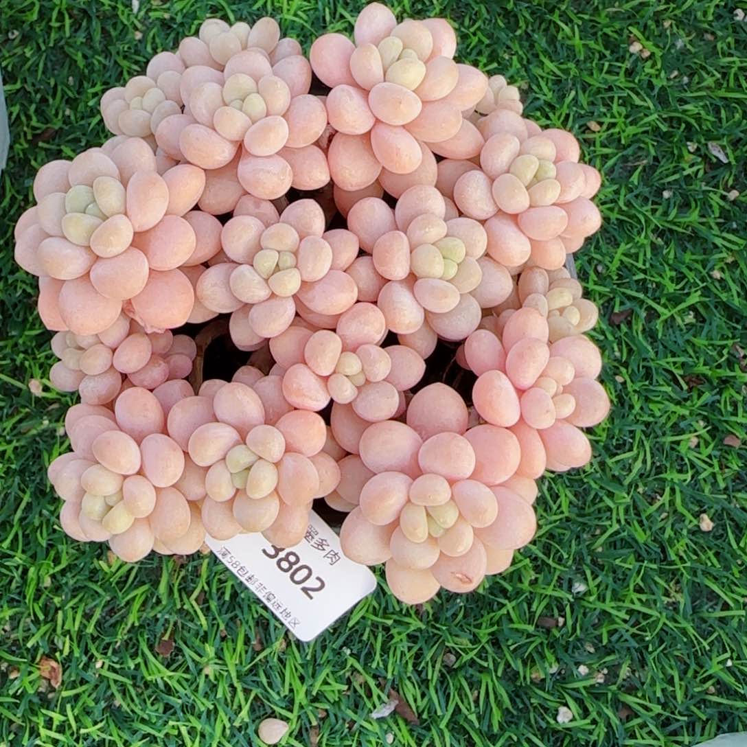 洛可可无砍，3802多肉植物