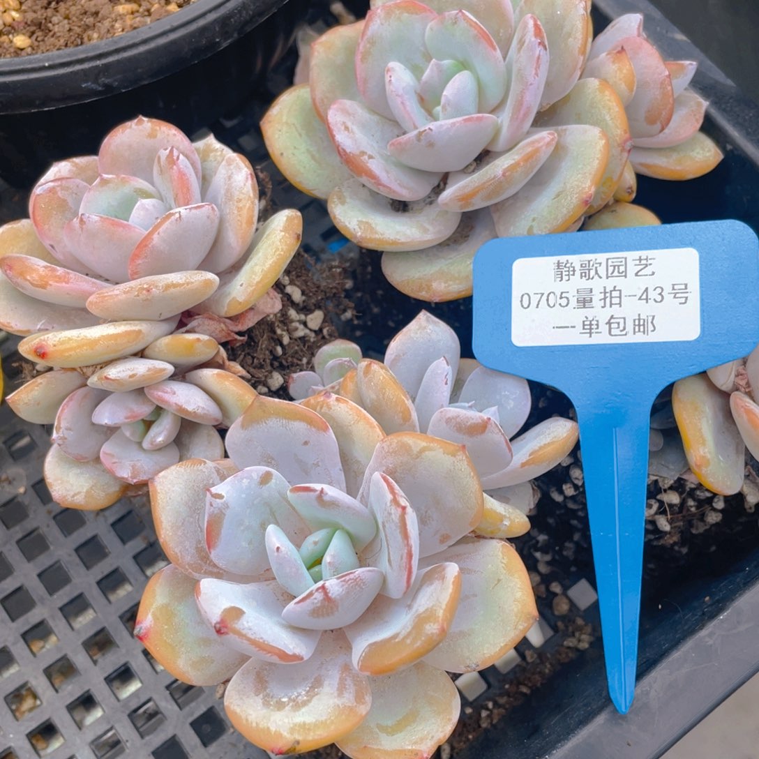 0705-43-韩版奶茶双头一颗量拍