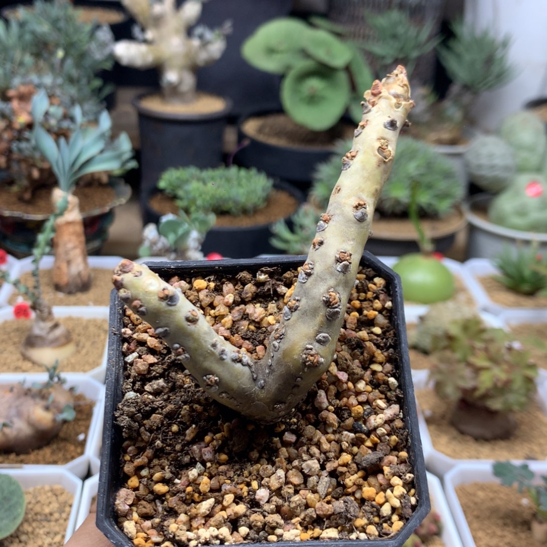 产地黑皮月界脱土生桩