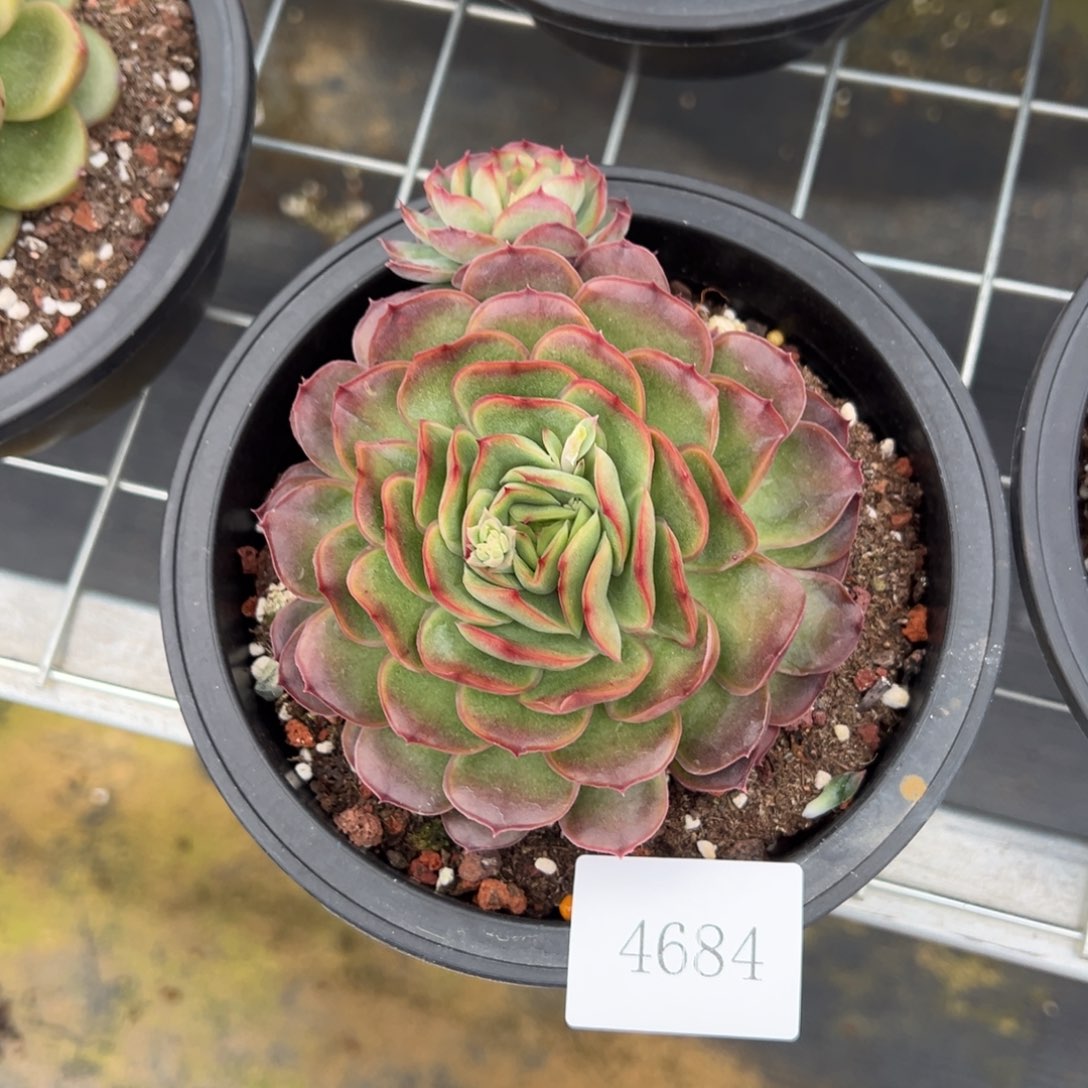 一***L4684肉肉肉肉肉肉肉