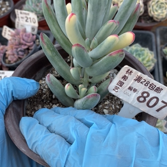 :****生807一一一一一一一一一