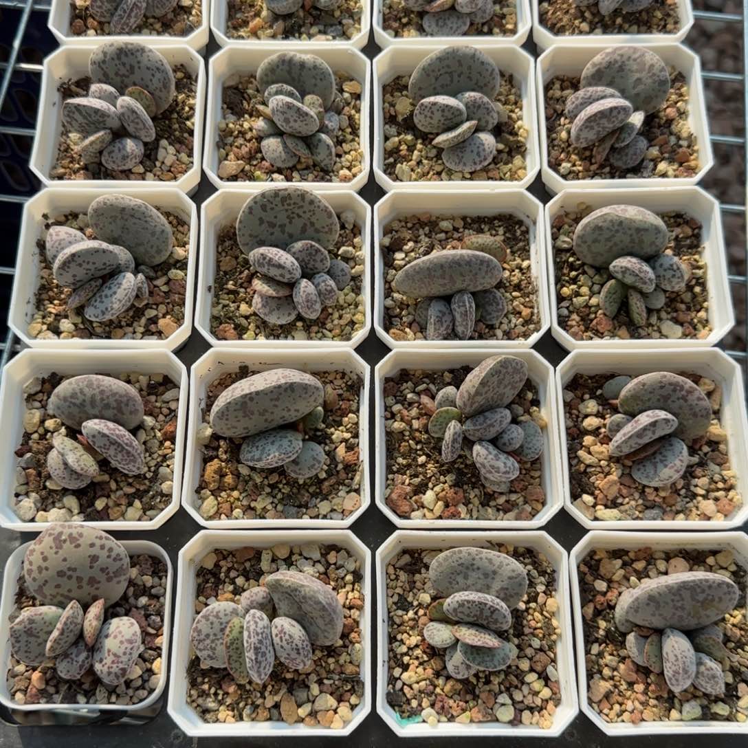 花旦量拍链接多肉