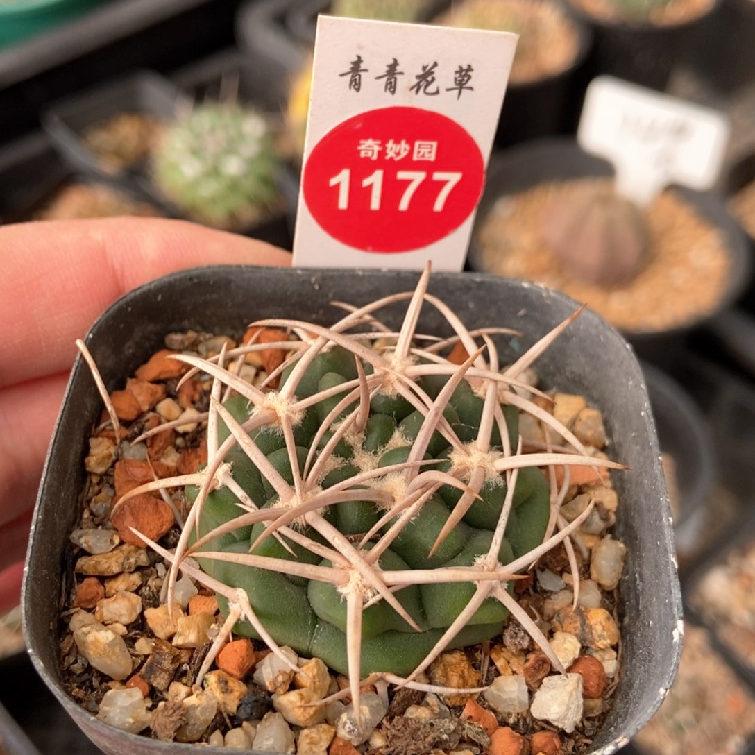 碧岩一棵仙人球669056