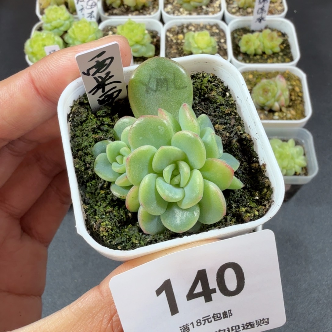 ໒***哈三头西米露一物一拍140