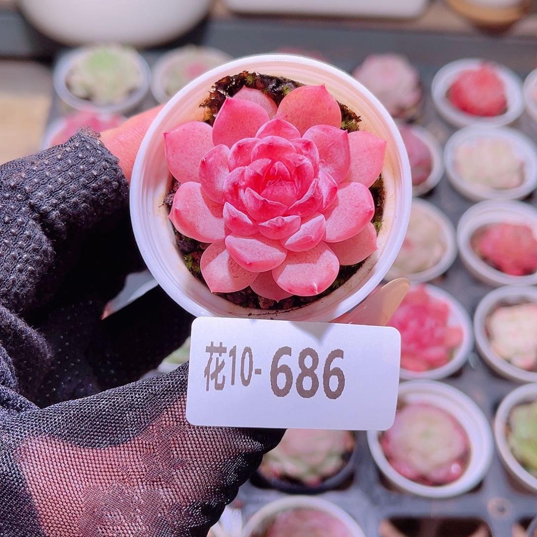 花利美10-686果汁