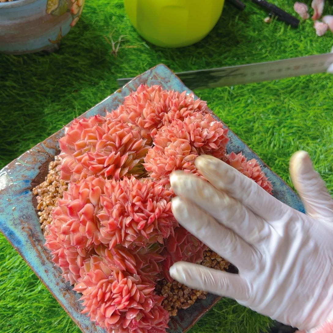 爱在心中111111发货。