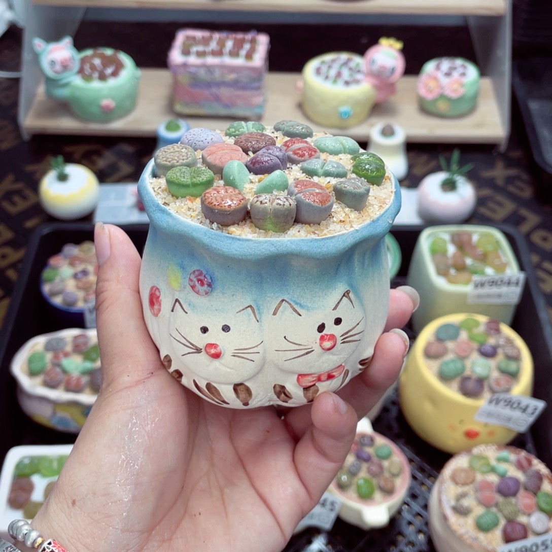 w9058 开播福利 带盆土发货一物一拍